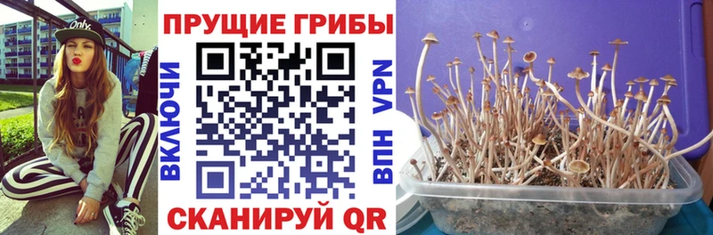 Галлюциногенные грибы ЛСД Озёры